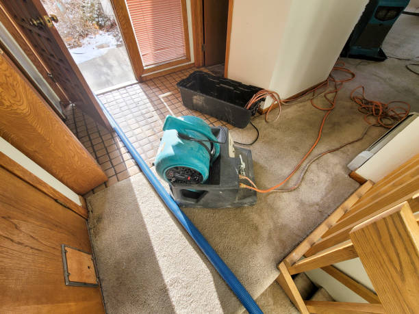 Best Carpet water damage restoration  in San Manuel, AZ