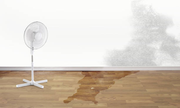 Best Local water damage restoration  in San Manuel, AZ