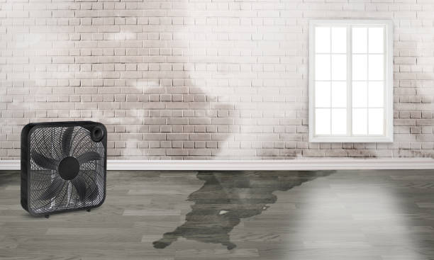 Best Water damage cleanup near me  in San Manuel, AZ