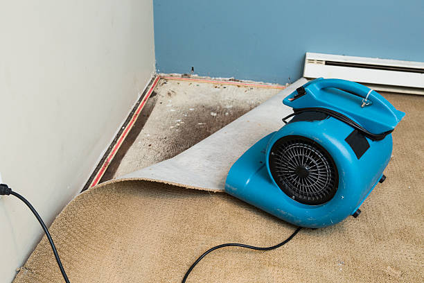 Best Local water damage restoration  in San Manuel, AZ